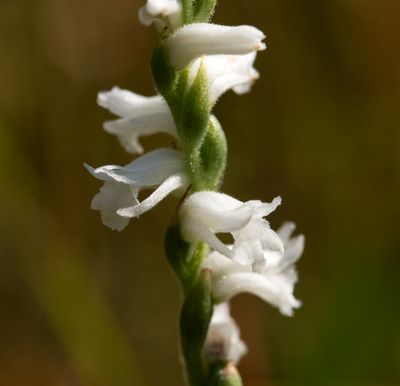 Spiranthes arcisepala