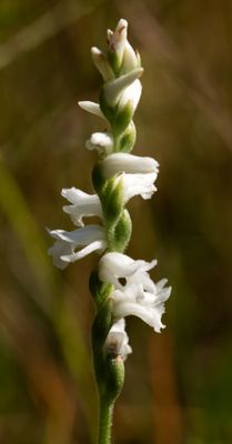 Spiranthes arcisepala