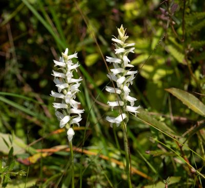 Spiranthes incurva