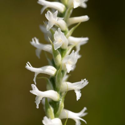 Spiranthes incurva