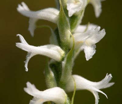 Spiranthes incurva