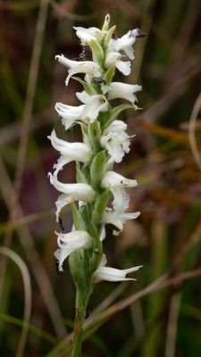 Spiranthes incurva