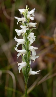 Spiranthes incurva