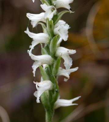Spiranthes incurva