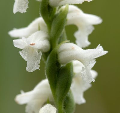 DSC_3481a.jpg