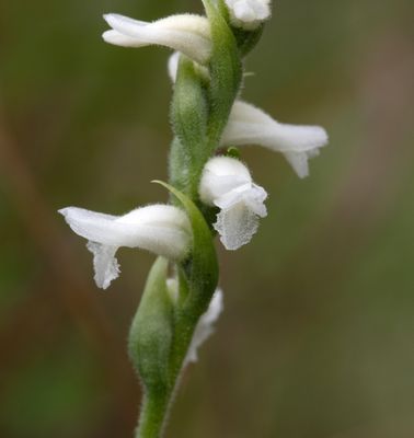 DSC_3516a.jpg