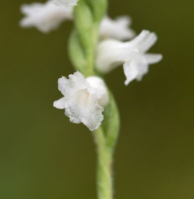 Spiranthes arcisepala