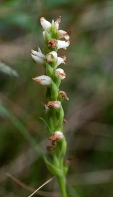 Spiranthes romanzoffiana