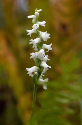 Spiranthes arcisepala
