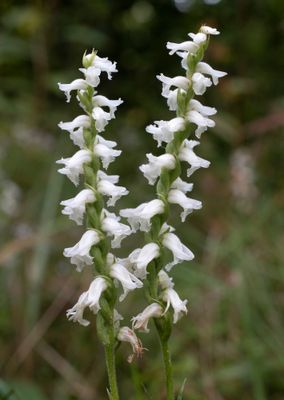 DSC_4662.jpg