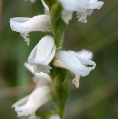 DSC_4710.jpg
