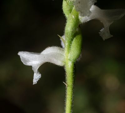 DSC_4743.jpg