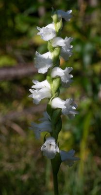 Spiranthes arcisepala