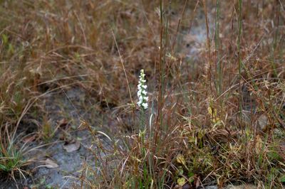 Spiranthes arcisepala