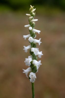 Spiranthes arcisepala