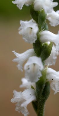 Spiranthes arcisepala
