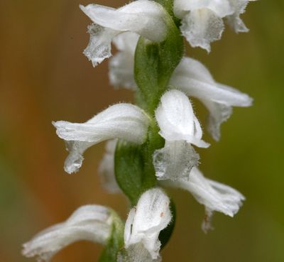 DSC_6777.jpg