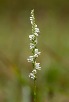Spiranthes lacera var. gracilis