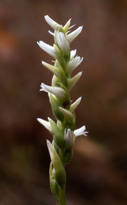 Cleistogamous Spiranthes sp.