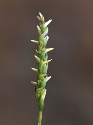 Cleistogamous Spiranthes sp.