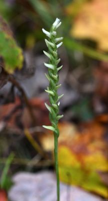 Likely cleistogamous S. cernua s.s.