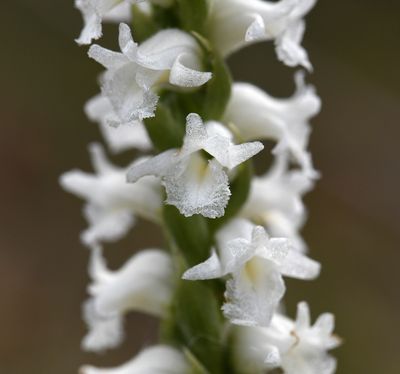 S. arcisepala