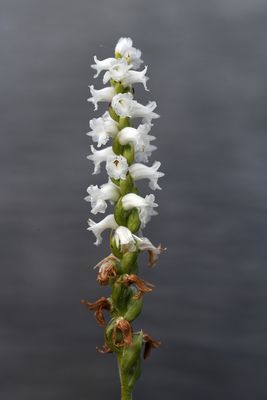 S. arcisepala