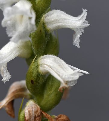 S. arcisepala
