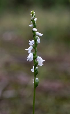 Spiranthes tuberosa