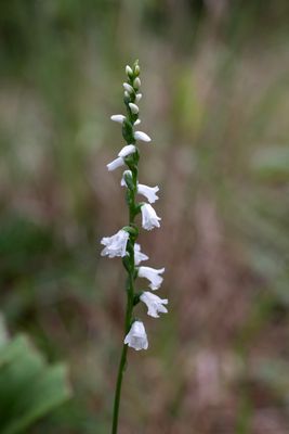 Spiranthes tuberosa