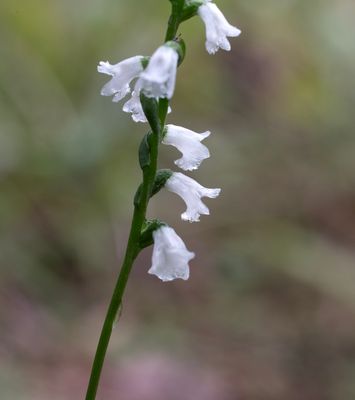 Spiranthes tuberosa