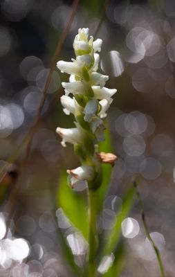 Spiranthes romanzoffiana