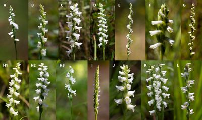 Spiranthes Project
