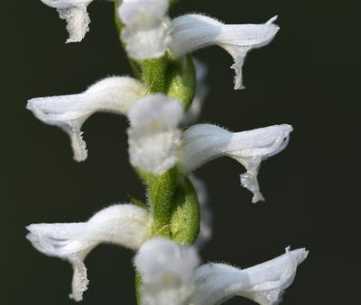 Spiranthes sp. - common in the area
