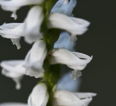 Spiranthes sp. - common in the area