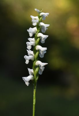 Spiranthes sp. - common in the area