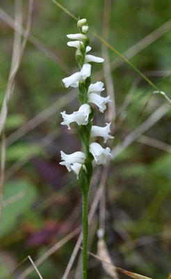 Spiranthes arcisepala - rare in the area