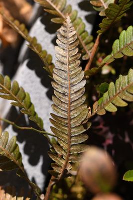 DSC_6715.jpg
