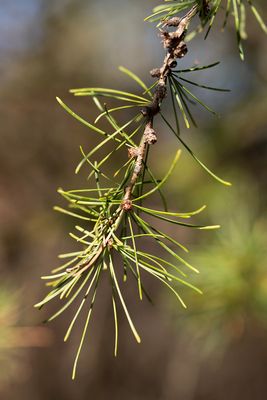 Cooperrider-Kent Bog State Nature Preserve