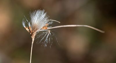 Cooperrider-Kent Bog State Nature Preserve