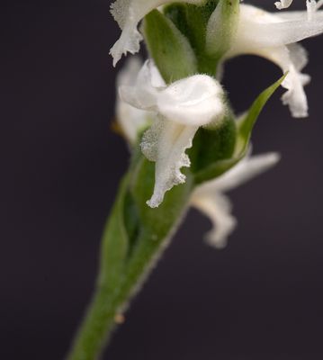 DSC_9910.jpg