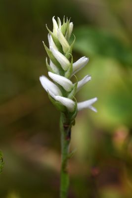DSC_9931.jpg
