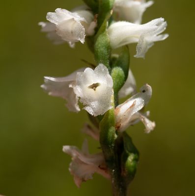 DSC_9655.jpg