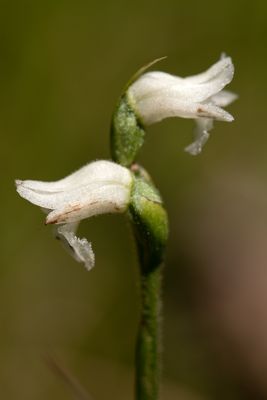 DSC_9720.jpg