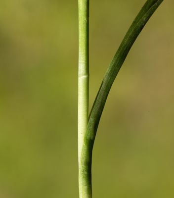 DSC_9744.jpg