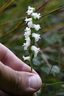 Spiranthes arcisepala