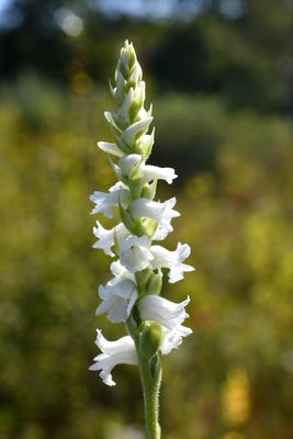 Spiranthes arcisepala
