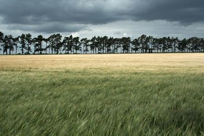 Pine Line