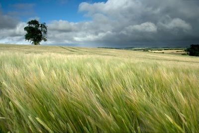 Ripening Crop