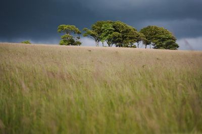 Summer Contrasts